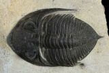 Bargain, Zlichovaspis Trilobite - Atchana, Morocco #119629-1
